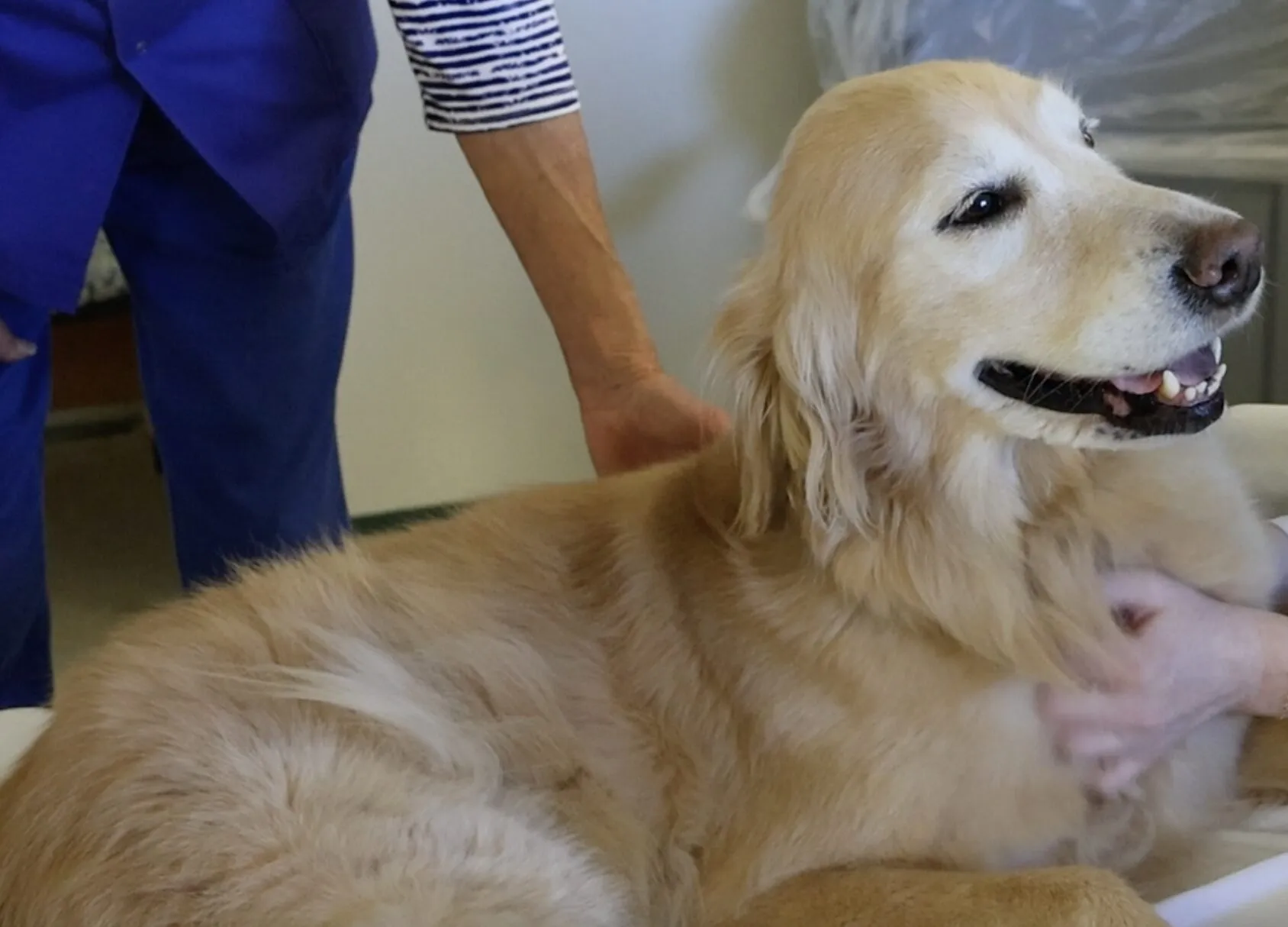Genetic Testing Before Breeding: Technology, Cost & Benefits for Responsible Pet Breeding